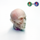 Anantomik Head 3D Cœur Color